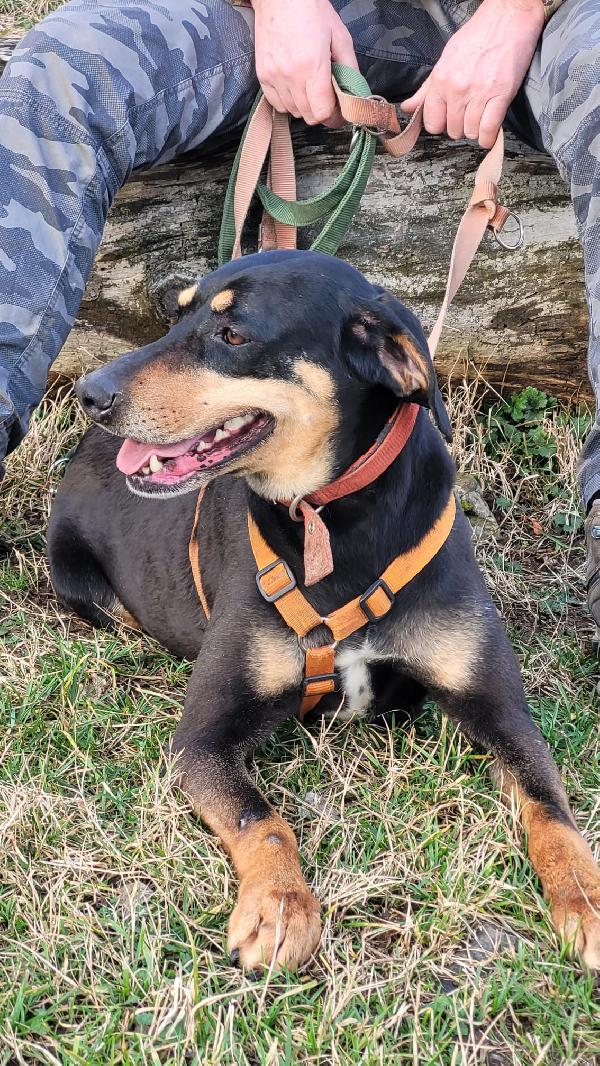 Skylar, una bellissima simil segugia Foto 5
